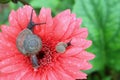 Mother snail and baby snail relaxing together on a coral pink Gerbera flower with many water droplets