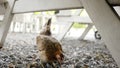 Mother and son chickens in the garden