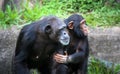 Mother and son chimpanzees: young chimpanzee chimp holds the arm and body of her chimpanzee mother Royalty Free Stock Photo