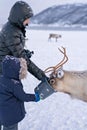 Tourists feeding reindeer in winter Royalty Free Stock Photo