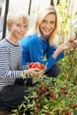 Mother and son harvesting tomatoes