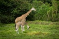 Mother and son Royalty Free Stock Photo