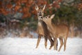 Mother and son roe deer, capreolus capreolus, in deep snow in winter kissing. Royalty Free Stock Photo