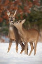 Mother and son roe deer, capreolus capreolus, in deep snow in winter kissing. Royalty Free Stock Photo