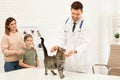 Mother and son with their pet visiting veterinarian. Doc examining cat Royalty Free Stock Photo
