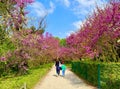 Mother and son walking in the park during the blossoming spring