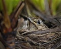 Mother song thrush (Turdus philomelos) incubates her eggs in nest.