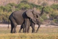 Mother sounding off with her trunk with baby