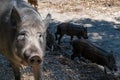 Mother Sow and Boar Piglets