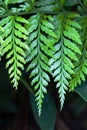 Mother spleenwort Royalty Free Stock Photo