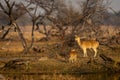 mother Spotted deer or Chital or Cheetal or axis axis with her fawn or baby in scenic and colorful landscape winter evening light Royalty Free Stock Photo