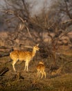 mother Spotted deer or Chital or Cheetal or axis axis with her fawn or baby in scenic and colorful landscape winter evening light