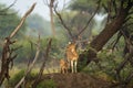 Mother Spotted deer or Chital or Cheetal or axis axis with her fawn in scenic and colorful landscape of keoladeo national park or