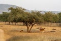 Mother spotted deer with her fawn or chital or axis deer or axis axis grazing grass in grassland landscape during winter safari at Royalty Free Stock Photo