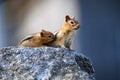 Mother squirrel and baby