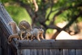 Mother squirrel and her two little youngsters on wooden fence