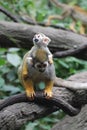 Mother Squirrel Monkey Carrying a Baby on Her Back Royalty Free Stock Photo