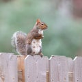 A mother squirrel stands upright on a fence, her babies somewhere nearby