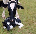 Mother Stands over her new Calf on Pasture