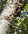 Mother Starling feeding a chick Royalty Free Stock Photo