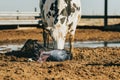 the mother starts to lick her newborn calf