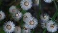 Mother and stepmother bloomed one head with seeds