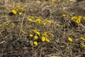 Mother and Stepmother - first yellow early spring flower in the field, among the dry grass. The collection of medicinal plant Royalty Free Stock Photo