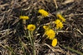 Mother and Stepmother - first yellow early spring flower in the field, among the dry grass. The collection of medicinal plant Royalty Free Stock Photo