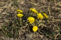 Mother and Stepmother - first yellow early spring flower in the field, among the dry grass. The collection of medicinal plant Royalty Free Stock Photo