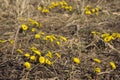 Mother and Stepmother - first yellow early spring flower in the field, among the dry grass. The collection of medicinal plant Royalty Free Stock Photo