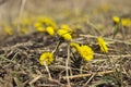 Mother and Stepmother - first yellow early spring flower in the field, among the dry grass. The collection of medicinal plant Royalty Free Stock Photo