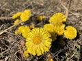 Mother and Stepmother first yellow early spring flower in the field, among the dry grass. The collection of medicinal plant Royalty Free Stock Photo
