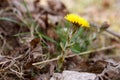 Mother and stepmother, flowers, yellow, early, first, flowers, forest, spring