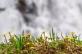 Mother-and-stepmother yellow flowers waterfall spring