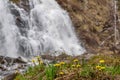 Mother-and-stepmother yellow flowers waterfall spring