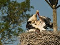 Mother Stork feeding her chicken Royalty Free Stock Photo