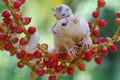 A mother sugar glider is foraging on a vine in the woods while holding her baby.