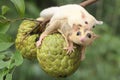 A mother sugar glider holding her baby is eating a custard apple.