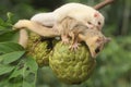 A mother sugar glider holding her baby is eating a custard apple.