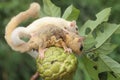 A mother sugar glider holding her baby is eating a custard apple.