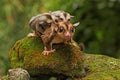 A mother sugar glider is looking for food while holding her two babies. Royalty Free Stock Photo