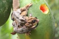 A mother sugar glider is looking for food while holding her two babies. Royalty Free Stock Photo