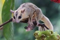 A mother sugar glider is looking for food while holding her two babies.