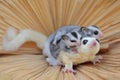 A mother sugar glider is looking for food while holding her two babies. Royalty Free Stock Photo