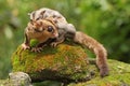 A mother sugar glider is looking for food while holding her two babies. Royalty Free Stock Photo