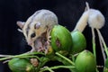 A mother sugar glider is looking for food while holding her two babies.