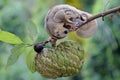 A mother sugar glider is looking for food while holding her two babies.