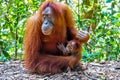 Mother Sumatran Orangutan with her baby Royalty Free Stock Photo