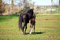 Mother and sun horses Royalty Free Stock Photo