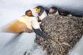 Mother swallow feeding her babies